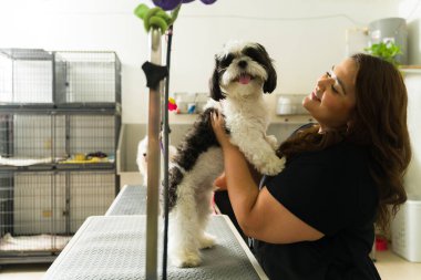 Saçını kestikten sonra güzel bir shih tzu köpeğine gülümseyen mutlu bir kadın köpek kaplıcasında tımarcı olarak çalışıyor.