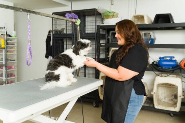 İspanyol kadın, saçını tarayıp kestikten sonra güzel bir shih tzu köpeğini okşayan bir kuaför gibi gülümsüyor.