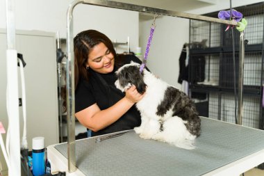 Genç bir kadın güzel bir shih tzu köpeğini okşuyor ve ona banyo yaptırmaya ya da kaplıcada saçını kesmeye hazırlanıyor.