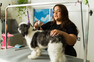 Çekici bir işçi, kaplıcadaki Shih Tzu köpeğine banyo yaptıktan sonra parfüm sıkar ve saçlarını kestirir.
