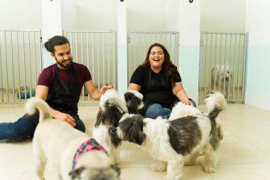 Excited smiling woman and man working at the dog daycare or pet hotel playing with beautiful shih tzu and pug dogs clipart