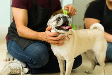 Close up of a smiling cute pug dog feeling happy while playing with toys at the daycare pet hotel clipart