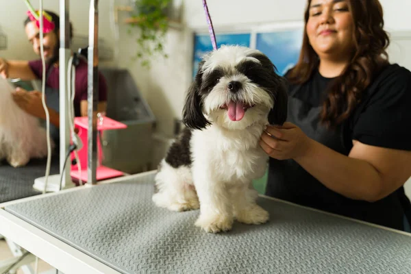 Anjing Shih Tzu Yang Cantik Terlihat Bahagia Mendapatkan Perawatan Spa — Stok Foto