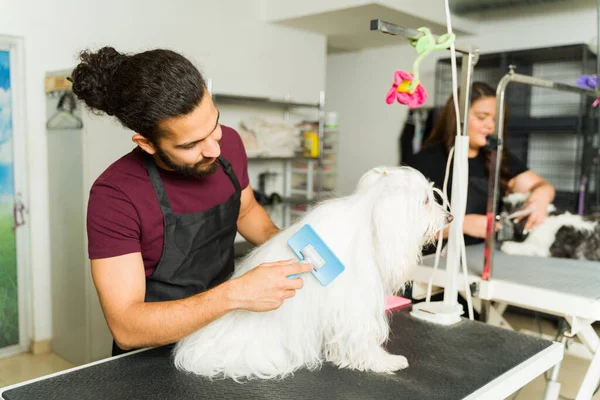 Latin young man working as a pet groomer brushing and trimming the hair of a white maltese dog at the grooming shop
