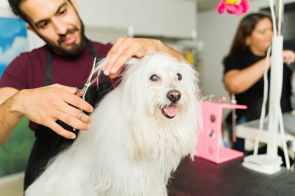 Glad Vacker Vit Maltesisk Hund Trim Och Frisyr Från Professionell — Stockfoto