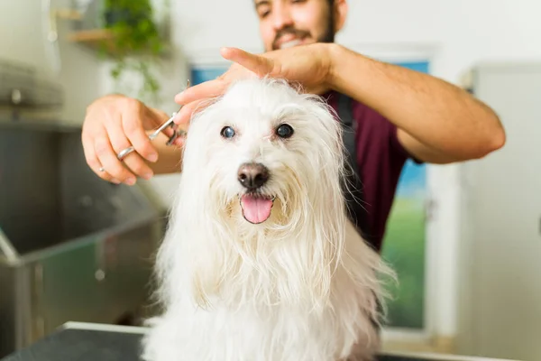 Красивая Очаровательная Белая Мальтийская Собака Длинными Волосами Получающая Отделку Профессионального — стоковое фото