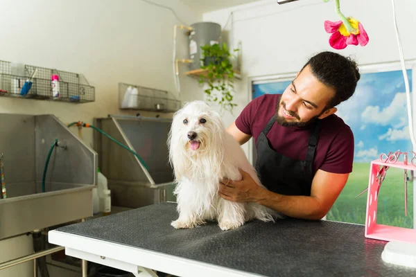 Professionele Hond Bruidegom Glimlachen Terwijl Aaien Een Schattige Maltese Hond — Stockfoto