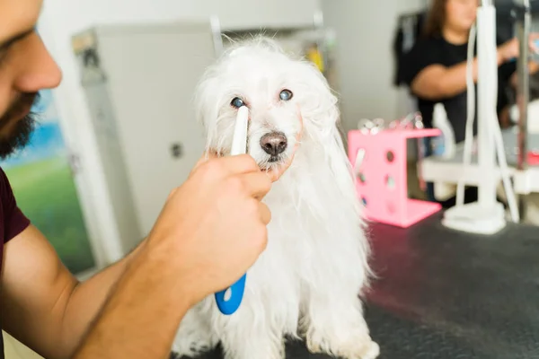 宠物狗美容师洗完澡后在水疗中心给一只漂亮的恶狗擦了擦它那冷酷的眼睛 — 图库照片