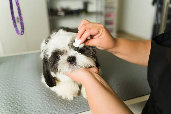 一位专业的宠物美容师在温泉修剪完一头可爱的石竹狗的头发后 正在清洁它那冷酷的眼睛 — 图库照片