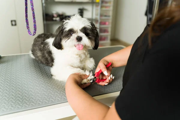 一位爱抚宠物的美容师正在水疗中心修剪自己的头发 她正在修剪一个可爱的快乐的石子的指甲 — 图库照片