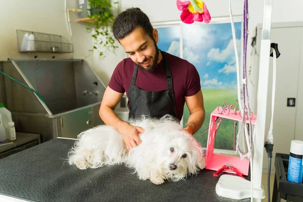 Mexikanska Arbetare Som Ger Massage Till Avslappnad Vacker Maltesisk Hund — Stockfoto