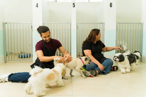 Happy latin woman and man smiling working at the dog daycare playing with beautiful shih tzu and pug dogs at the pet hotel