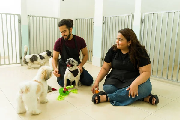 stock image Mexican workers having fun at the dog daycare or pet hotel while giving toys to shih tzu and pug dogs 