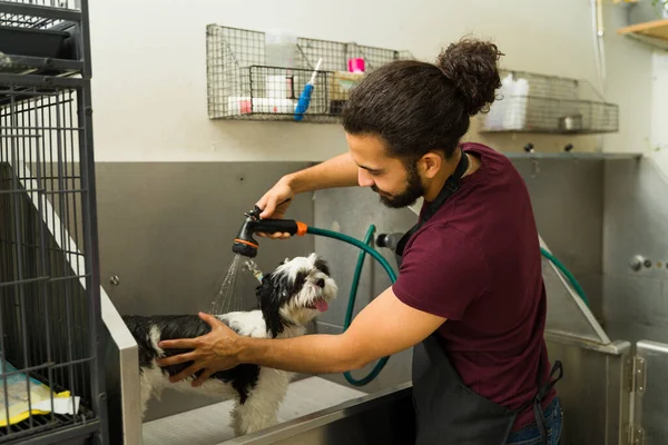 Evcil hayvan tımarcısı, köpek kaplıcasında saçını kessin diye şirin bir shih tzu köpeğine banyo yaptırıyor.