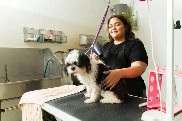 Ung Kvinna Ler Arbetar Som Sällskapsdjur Putsare Föna Håret Bedårande — Stockfoto