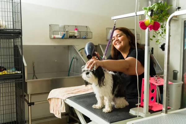 Emozionato Pet Groomer Professionale Sorridente Mentre Asciuga Capelli Uno Shih — Foto Stock