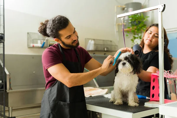 Dierenverzorger Hondenliefhebber Borstelen Het Haar Van Een Mooie Shih Tzu — Stockfoto