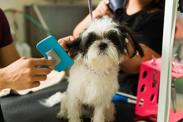 Bedårande Vacker Shih Tzu Hund Grooming Tjänster Spa Medan Sällskapsdjur — Stockfoto