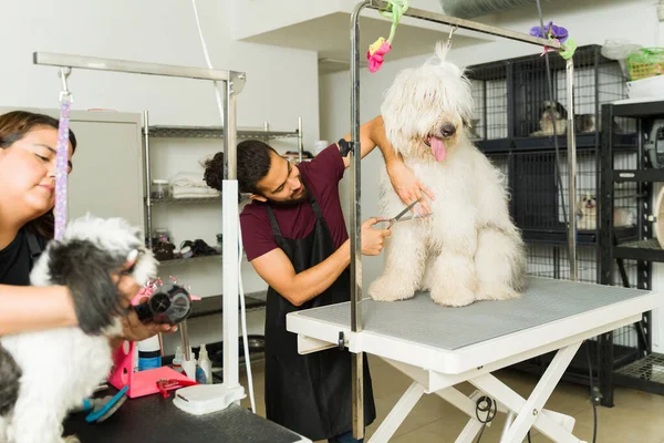 Bobtail Shih Tzu Dog Consiguiendo Corte Pelo Servicios Aseo Peluqueros — Foto de Stock