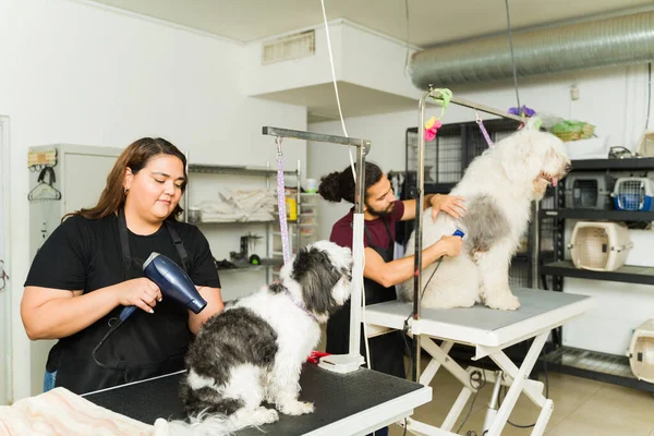 シシュトゥとボブテールの犬の髪をブラッシングするグルーミングペットスパで働くヒスパの労働者 — ストック写真