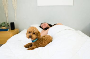 Relaxed woman lying in bed with a cute, fluffy poodle dog in a serene bedroom setting, conveying home comfort and companionship