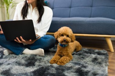 Cute fluffy poodle dog being the perfect companion for his owner, a woman using a computer and working from home