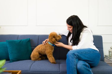 Relaxing with her cute poodle in a bright, contemporary living space: young woman enjoys a peaceful moment on a comfy couch