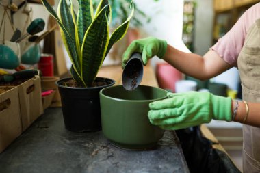 Fabrika çalışanı yeşil bir tencereyi yeniden saksılama sırasında toprakla dolduruyor. Yakından görülüyor.