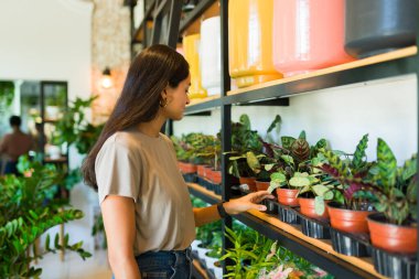 Çiçek seçen güzel bir kadın, çeşitli bitkilerle dolu bir mağazanın rafındaki saksıya uzanıyor.