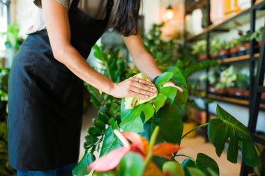 Bitkilerle ilgilenen bir kadın işçi, bir fabrikada bir canavarın yapraklarını temizliyor.