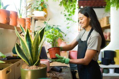 Gülümseyen fabrika işçisi, mağazasında çalışırken elinde saksı saksısı tutan eldiven takıyor.