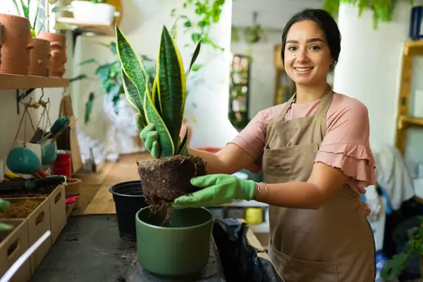 stock image Employee at a plant store wearing protective gloves while transplanting a snake plant into a fresh ceramic planter