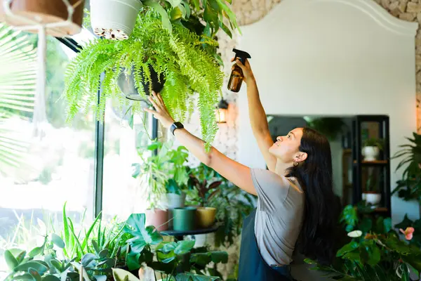 stock image Young Latin worker diligently waters plants in a cozy shop filled with greenery, showcasing her passion for caring for botanical wonders