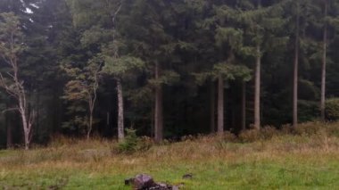 Bulutlu bir sonbahar gününde, ormanın arka planında yağan yağmurun görüntüsü. Üzücü bir ruh hali. Soğuk ve nemli havanın başlangıcı
