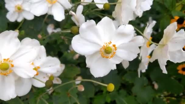 Ανθισμένα Λευκά Λουλούδια Λικνίζονται Στον Άνεμο Ένα Πάρκο Κήπο Άποψη — Αρχείο Βίντεο