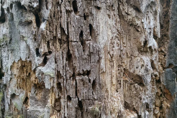 昆虫吃掉的树的树干的特写 — 图库照片