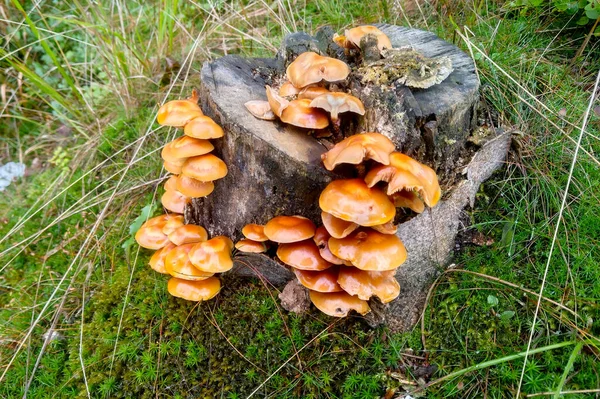 蘑菇生长在森林里的树桩上 秋季背景 — 图库照片