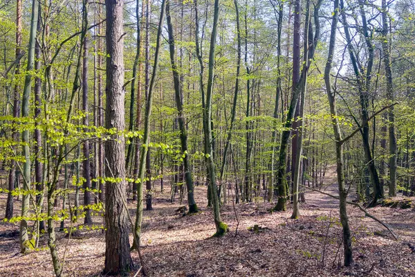 stock image View of the young spring forest on a sunny day