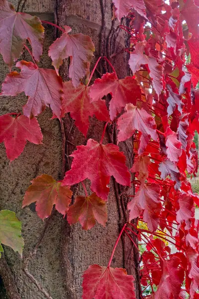 Κόκκινα Φύλλα Σταφυλιού Υφαίνουν Στο Πάρκο Μια Τσιμεντένια Δομή — Φωτογραφία Αρχείου