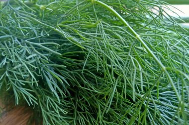 Genç yeşil dereotu. Taze sebzeler. Sağlıklı yemek.