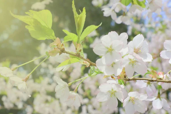 柔和的光线落在花园里一棵开花的樱桃树枝上 — 图库照片