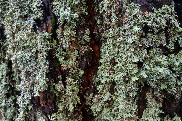 Krze Starego Drzewa Rośnie Zielony Mech Tło Tekstura — Zdjęcie stockowe