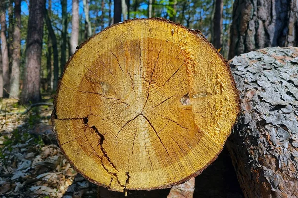 Ormandaki Bir Ağacın Gövdesine Ağacın Dokusuna Yakın Çekim — Stok fotoğraf
