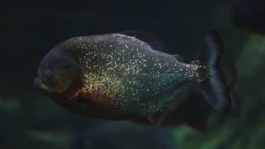 Yüzen bir piranha 'ya yakın plan. Piranhalar nehirlerde, sellerde, göllerde ve su rezervlerinde bulunan tatlı su balıklarıdır.
