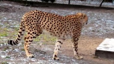 Kışın bir çitaya yakın çekim. Çita yavaşça ve zarafetle yürür. Çita, kedi familyasının etobur memelisidir.