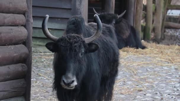 Lindo Yak Negro Mastica Comida Lame Lengua Yak Doméstico Yak — Vídeo de stock