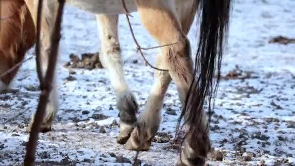 Melihat Kaki Kuda Berjalan Tanah Bersalju Musim Dingin — Stok Video