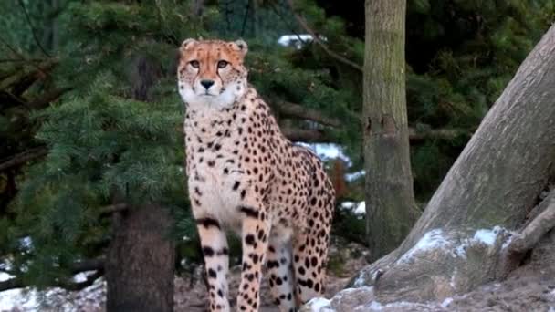 Close Van Een Cheeta Het Wild Winter Cheeta Kijkt Aandachtig — Stockvideo