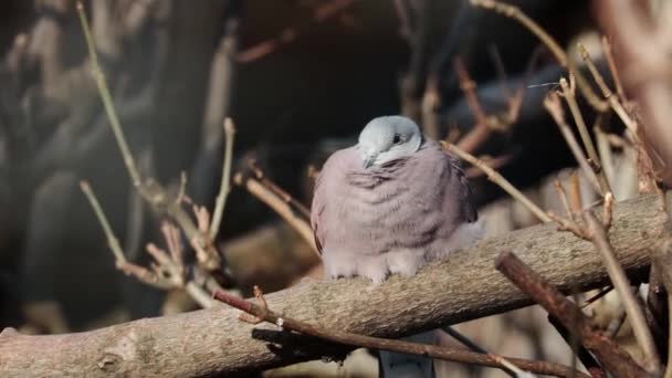 Die Kurzschwanzschildkröte Ist Ein Vogel Aus Der Familie Der Tauben — Stockvideo
