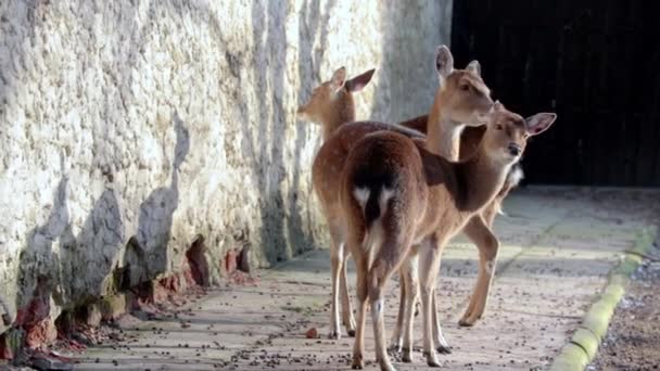 Divertido Ciervo Manchado Parque Mamá Lame Oreja Ciervo Bebé Vida — Vídeo de stock